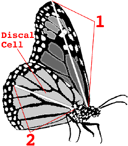 Monarch Diagram