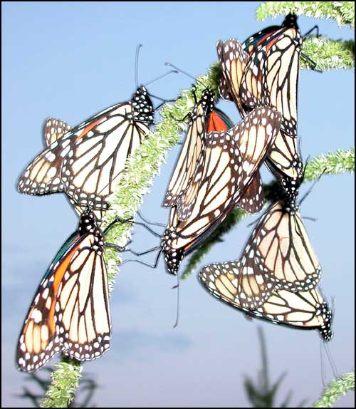 Monarch Mating Cluster