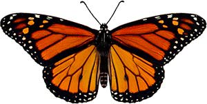 Male Monarch image