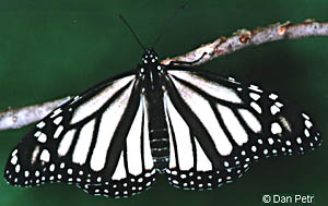 Photo of white Monarch
