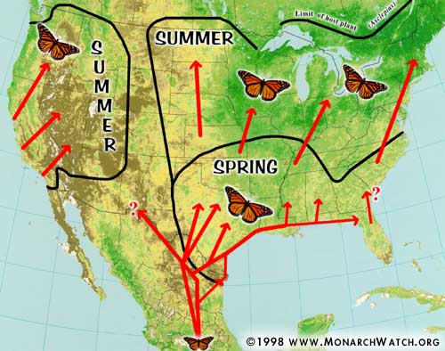 Monarch Spring migration path