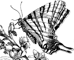 butterfly illustration