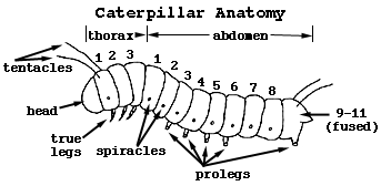 caterpillar diagram