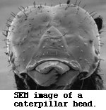 SEM image of caterpillar head