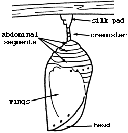 Diagram of pupa