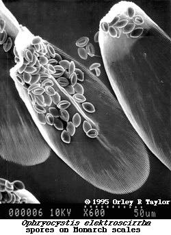SEM of spores on scales