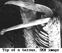 tarsus