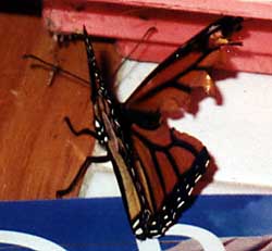 A tattered Monarch