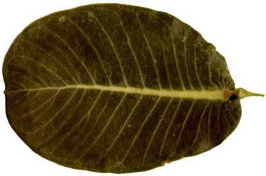 leaf