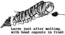 Drawing of larva just after molting