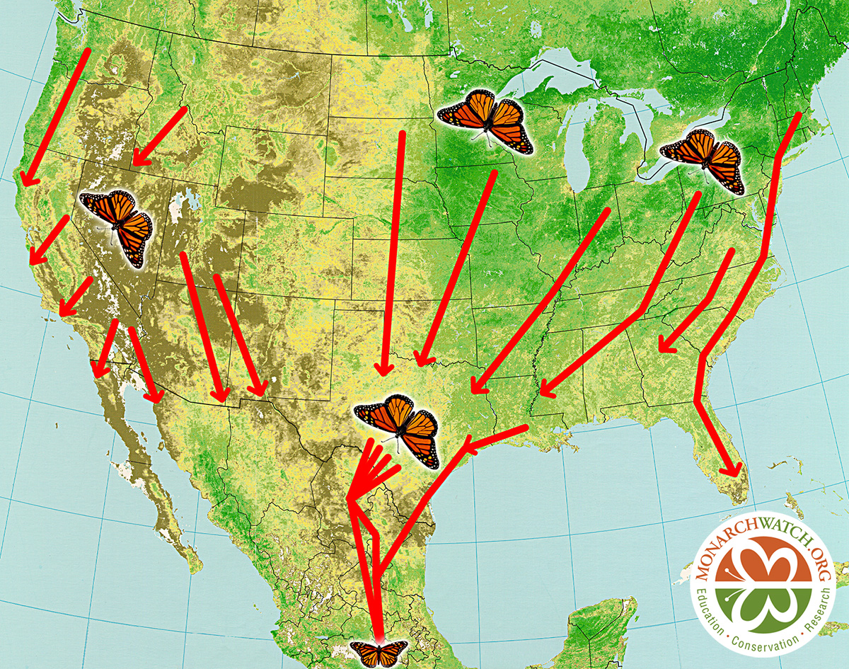 Fall Migration Map