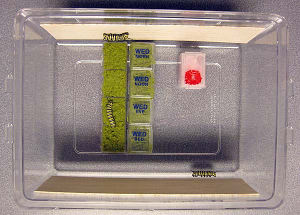 Rearing Chamber Figure 3