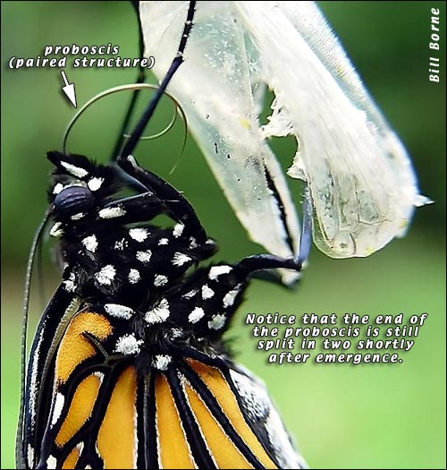 Proboscis