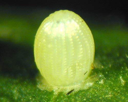 Monarch Egg