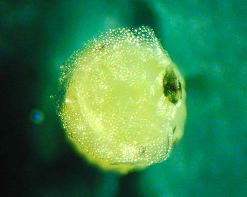 Monarch Egg
